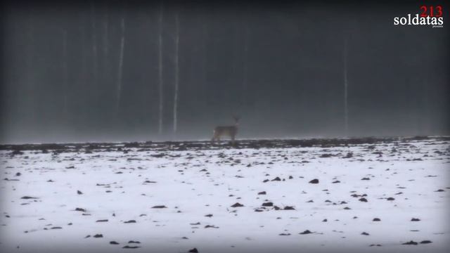 Охота на кабана #охота