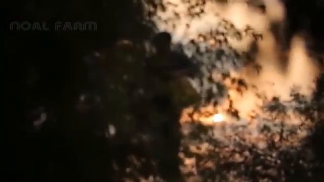 Awesome Tamarind Cultivation Technology - Tamarind farm and harvest - Tamarind Processing смотреть онлайн