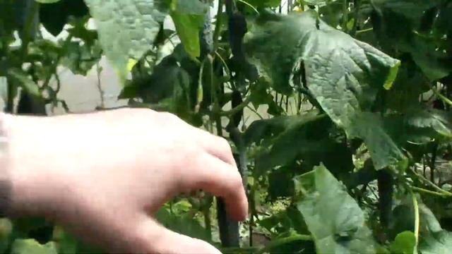 СТИНГЕР F1 Знакомимся с новым огурцом