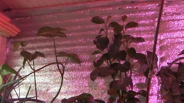 НАШ ЗЕЛЕНЫЙ САД В КВАРТИРЕ С ДОПОЛНИТЕЛЬНЫМ ОСВЕЩЕНИЕМ смотреть онлайн