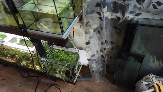 Алый барбус первый раз на нерест и т. д... смотреть онлайн