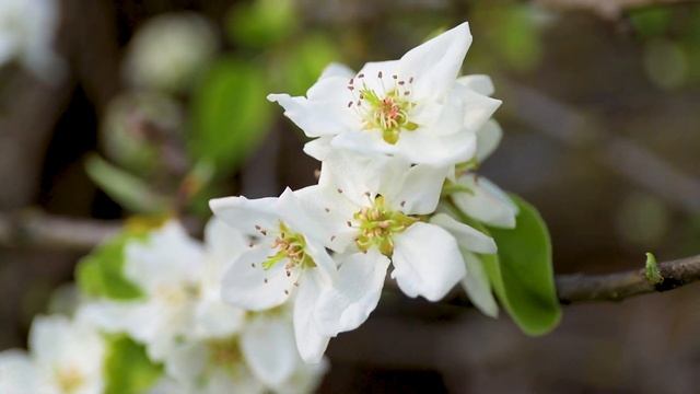 Futages. Flowering summer pears. Spring. Flowering Gardens. Flowers on Trees. смотреть онлайн