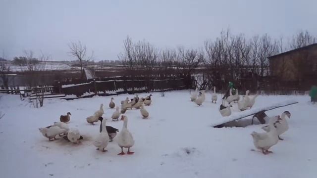 Особенности кормления гусей и уток в период яйценесения смотреть онлайн