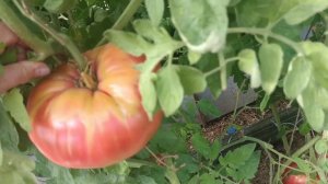 обзор томата Юсуповский в теплице, 10 августа 2023 года, Калужская область