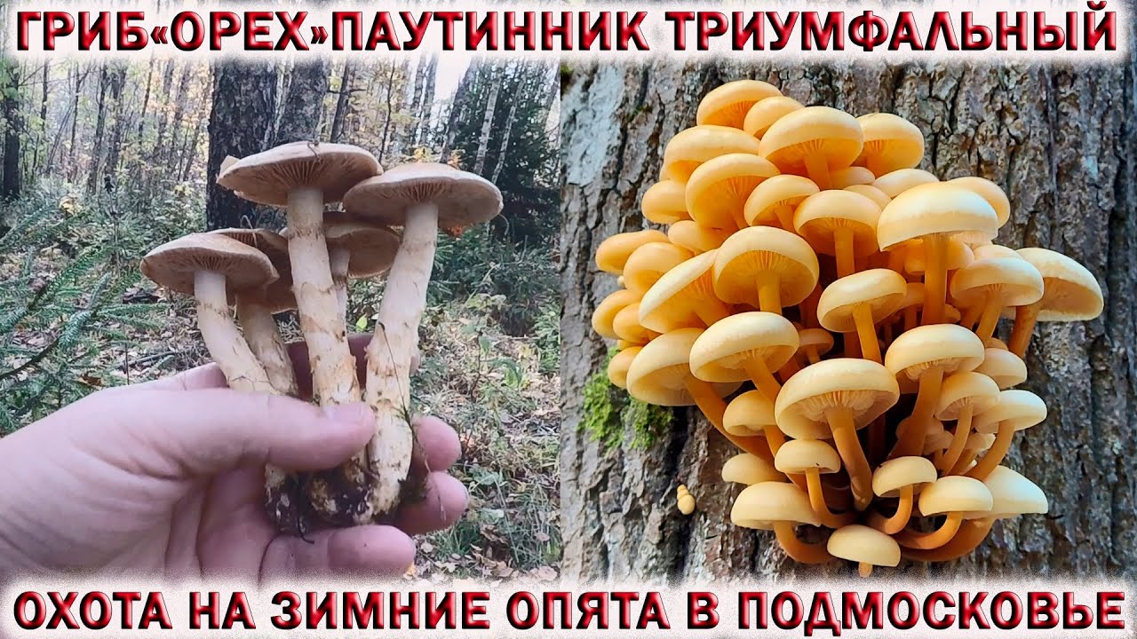 ?ГРИБ ОРЕХ?ПАУТИННИК ТРИУМФАЛЬНЫЙ ИЛИ ЖЁЛТЫЙ.?ОХОТА НА ЗИМНИЕ ОПЯТА В ПОДМОСКОВЬЕ смотреть онлайн