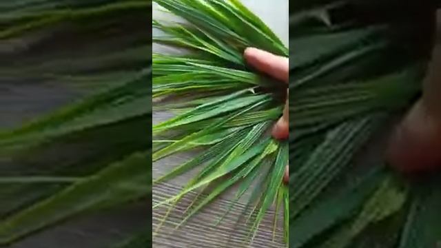 Трава Осока | искусственная трава для декора смотреть онлайн