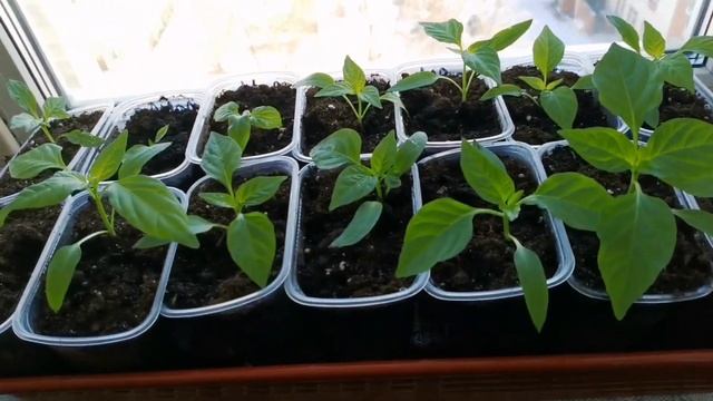 Как посадить огурцы, кабачки. смотреть онлайн