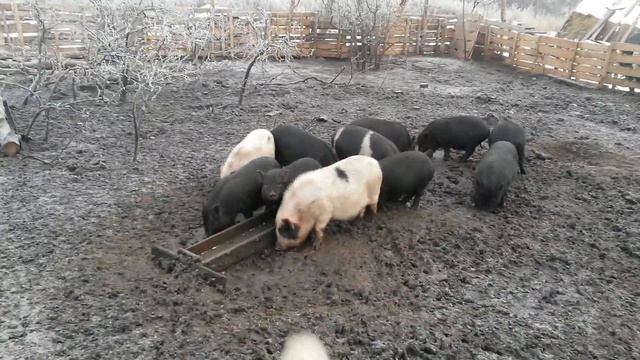 ✔ВЬЕТНАМСКИЕ СВИНЬИ. СЕКРЕТЫ ВЫРАЩИВАНИЯ #7. смотреть онлайн