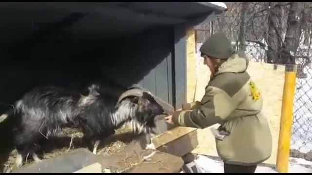 Тимур и Амур 9 сентября 2016 г смотреть онлайн