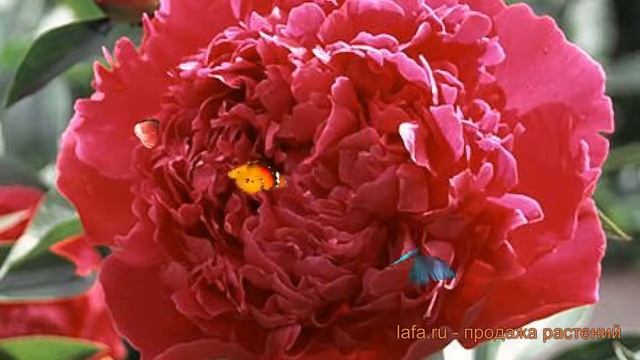 Пион травянистый Феликс Крауссе (feliks-krausse) ? обзор: как сажать, луковицы пиона Феликс Крауссе смотреть онлайн
