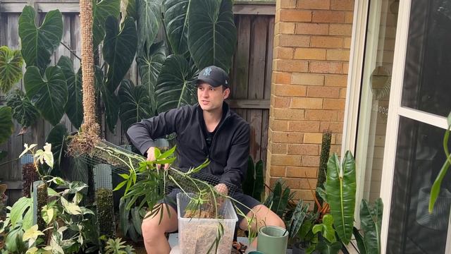 FULL DAY OF PLANT CARE - repotting, cleaning, chopping, extending & re arranging смотреть онлайн