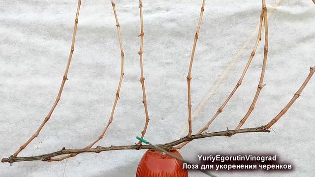 ? Как ПРАВИЛЬНО НАРЕЗАТЬ и ЗАГОТОВИТЬ ЧЕРЕНКИ ВИНОГРАДА для укоренения. Какие ВЫБРАСЫВАЕМ В МУСОР. смотреть онлайн