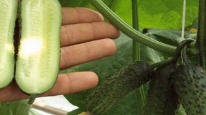 6 ПРИЧИН ПОЧЕМУ НЕ РАСТУТ ОГУРЦЫ