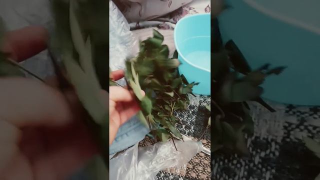 эксперимент. 1 ноября. черенкуем клематис!!! смотреть онлайн