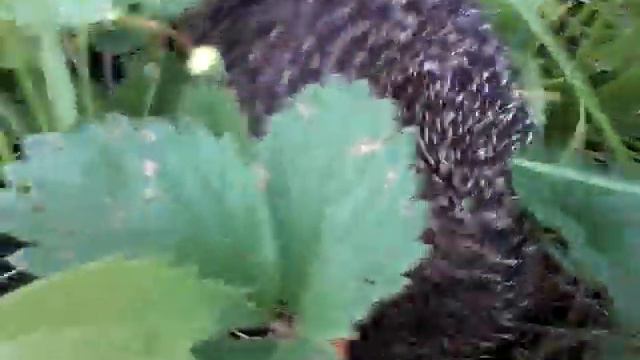 А у нас живут Ёжики а у вас? смотреть онлайн