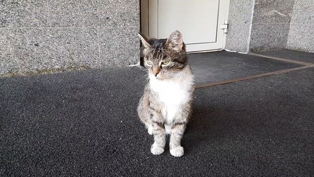 Грустный Кот живет на автовокзале! смотреть онлайн