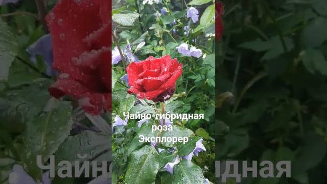 Чайно-гибридная роза Эксплорер. смотреть онлайн