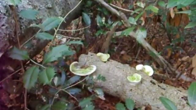LICHENS AND MOLDS
