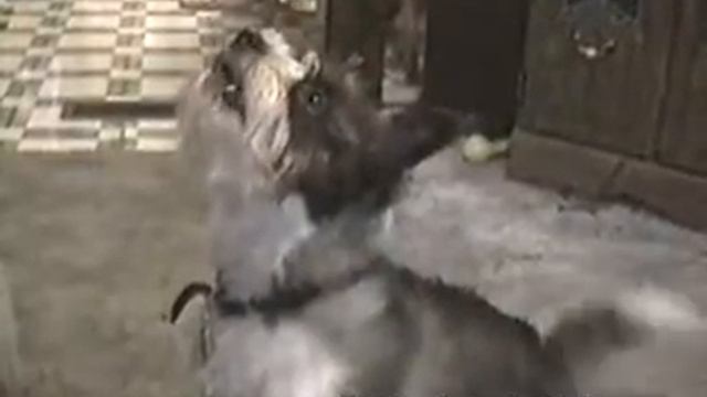 Реально говорящая собака! смотреть онлайн
