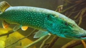 Кто такая Щука Клюка в лунтике?/мои тиории.