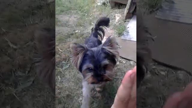 Тренировка с Йорком