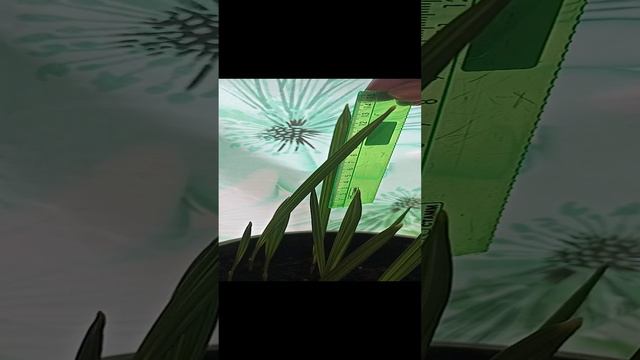 Растет пальма из косточек финика смотреть онлайн