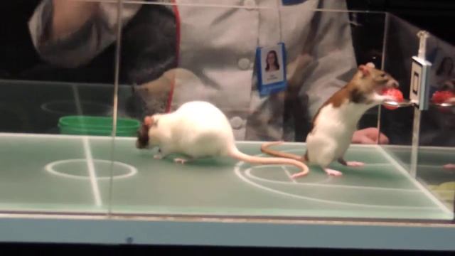 Крысиный баскетбол смотреть онлайн