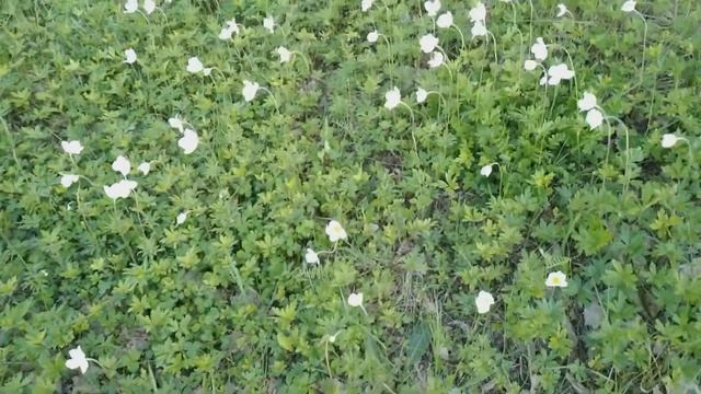 Лето в лесу. Дикие цветы - ветреница. Киевская обл. 2019 год. смотреть онлайн