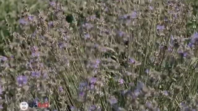 06 08 21 ЛАВАНДА В СТЕПИ БУДЖАКА
