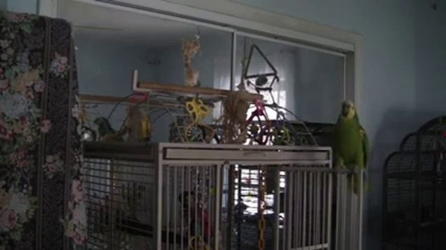 Попугай Амазон поет и разговаривает. Parrot amazon смотреть онлайн