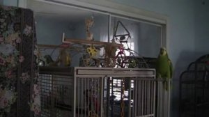 Попугай Амазон поет и разговаривает. Parrot amazon