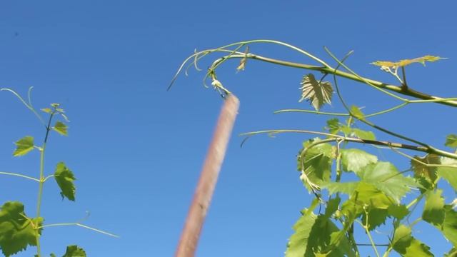 Как виноград просит полива смотреть онлайн