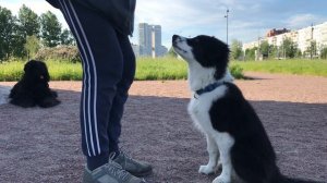 Дрессировка щенка бордер колли. Апорт