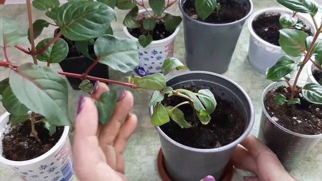 ?Фуксии?Растения кустовые и штамбовые?Формировка черенков? смотреть онлайн