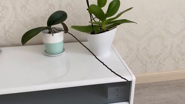 Неожиданная новая орхидея) Чёрная жемчужина и Чёрная Птичка))) А Бантику кроватка мала ...))) смотреть онлайн