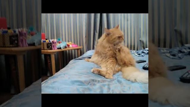 Фото моего ката под печальную музыцхку смотреть онлайн