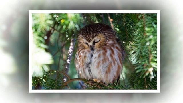 ПОЧЕМУ НЕКОТОРЫЕ ПТИЦЫ ГОТОВЫ ПОЖЕРТВОВАТЬ СВОЕЙ ЖИЗНЬЮ ВО ИМЯ СНА смотреть онлайн