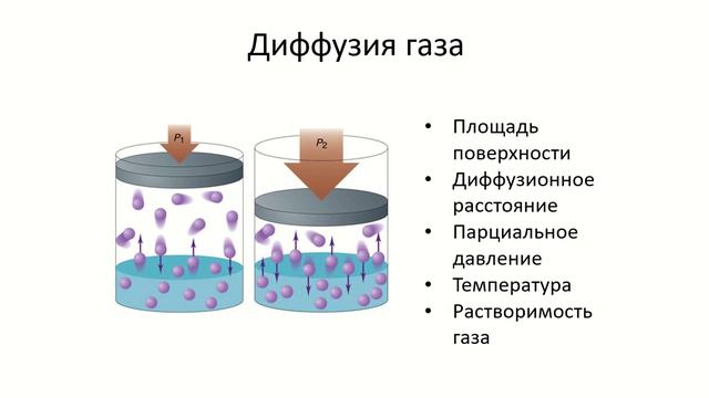 Газообмен в легких и в тканях. смотреть онлайн