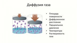 Газообмен в легких и в тканях.