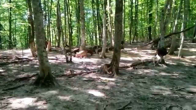 Охота на кабана в Кура Цеце смотреть онлайн