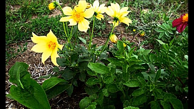 Сад на ладошке. смотреть онлайн