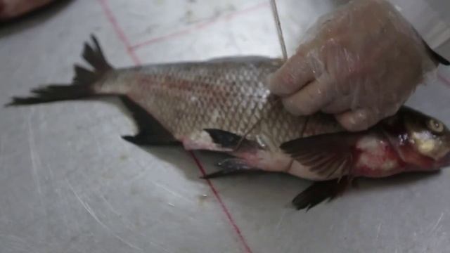 Производство рыбы на коптильной камере КТД-50