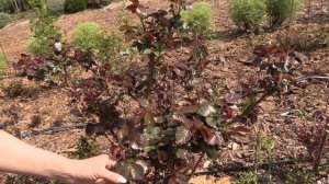 подкормка роз по листу, питомник роз полины козловой-rozarium.biz, feeding roses on a leaf in sprin