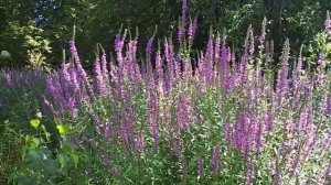 Медонос - дербенник иволистный.