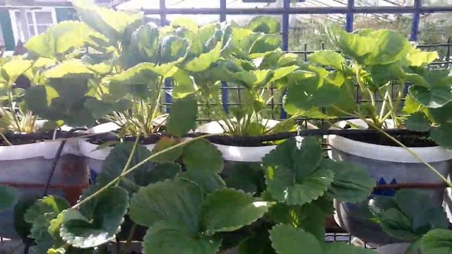 Клубника Альбион вторая волна плодоношения смотреть онлайн