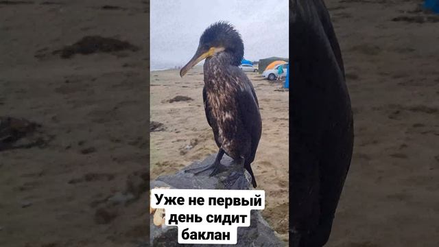 БАКЛАН, КОТОРЫЙ НЕ УЛЕТАЕТ. смотреть онлайн