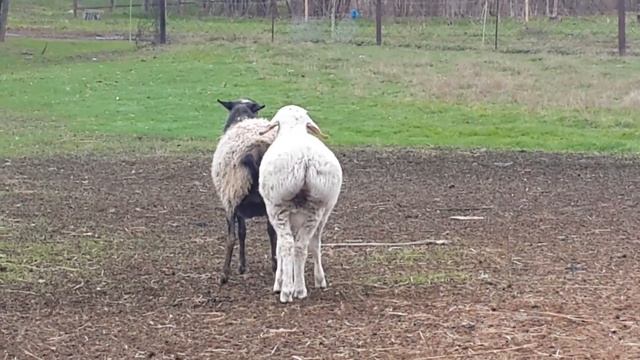 Двухпородное скрещивание.Crossing Breeding