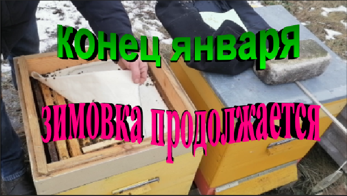 Состояние пчелосемей на конец января. Огромные перепады температур. смотреть онлайн