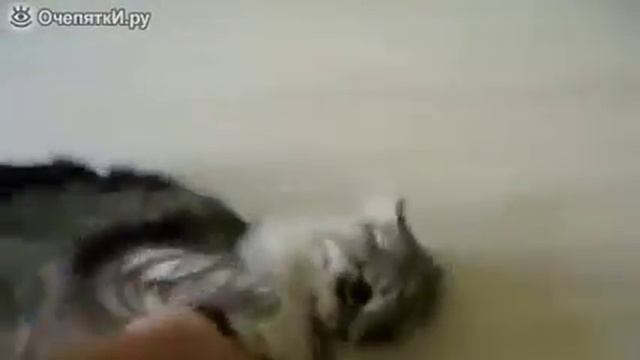 Самые злые кошки смотреть онлайн