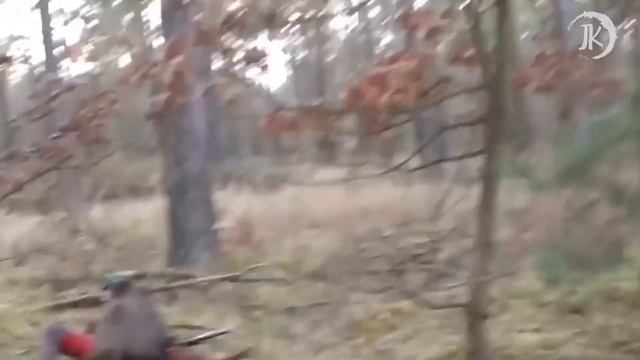 Вот почему на территорию бегемота лучше не заплывать / 10 Животных агрессоров смотреть онлайн